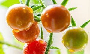 宁夏网站建设：为水果公司搭建数字化桥梁，激活市场增长新动能