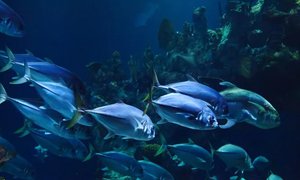 渔业网站建设-渔业网站制作设计开发加速渔业信息化