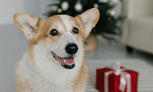 北京网站设计宠物用品购物商城的价值剖析