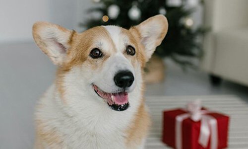 宠物行业网站建设：打造连接爱宠人士与专业服务的线上平台