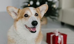 宠物网站建设:让服务与信任在线上自然生长